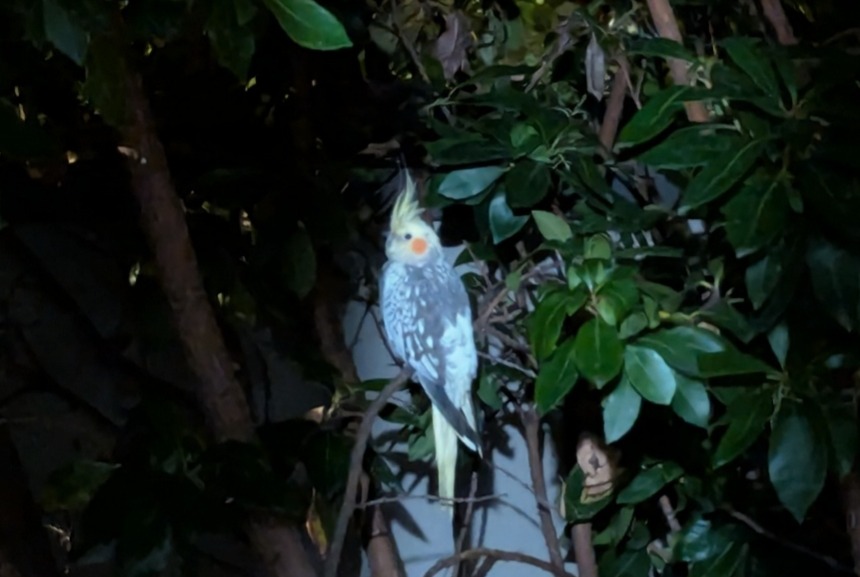 Alerte Découverte Oiseau Inconnu Bordeaux France
