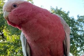 Alerta descoberta Pássaro Desconhecido Wissembourg France