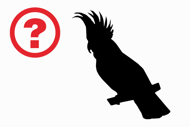 Alerte Découverte Oiseau Inconnu Bron France